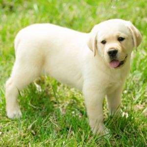 拉布拉多 幼犬 纯种 导盲犬 黑白 活体 公母