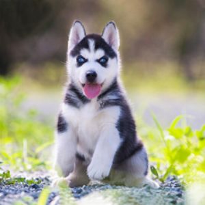 纯种 哈士奇 幼犬 活体 西伯利亚雪橇犬