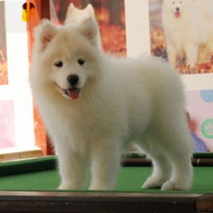 萨么耶犬 纯种 幼犬 活体 微笑天使 白色